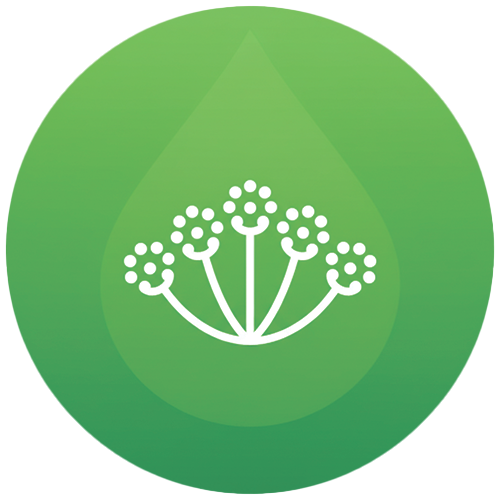 Экстракт тысячелистника